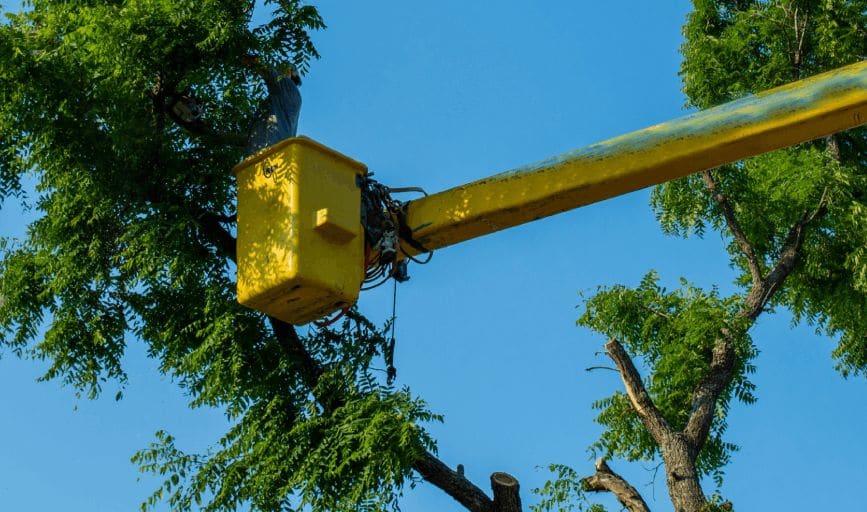Tree Trimming